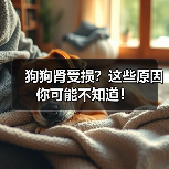 狗狗肾受损？这些原因你可能不知道！（图4）