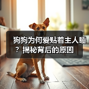 狗狗为何爱贴着主人睡？揭秘背后的原因（图4）