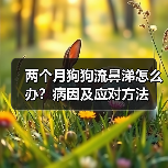 两个月狗狗流鼻涕怎么办？病因及应对方法（图3）