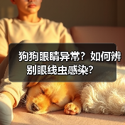狗狗眼睛异常？如何辨别眼线虫感染？（图3）