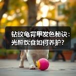 钻纹龟背甲发色秘诀：光照饮食如何养护？（图2）