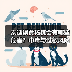 泰迪误食杨桃会有哪些危害？中毒与过敏风险详解（图3）