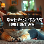马犬社会化训练方法有哪些？新手必看
