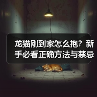 龙猫刚到家怎么抱?新手必看正确方法与禁忌(图2) 龙猫刚到家怎么抱?新手必看正确方法与禁忌(图2)