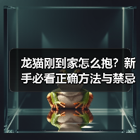 龙猫刚到家怎么抱?新手必看正确方法与禁忌(图3) 龙猫刚到家怎么抱?新手必看正确方法与禁忌(图3)