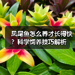 凤尾鱼怎么养才长得快?科学饲养技巧解析(图1) 凤尾鱼怎么养才长得快?科学饲养技巧解析(图1)