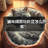 猫咪频繁呕吐是怎么回事？（图2）