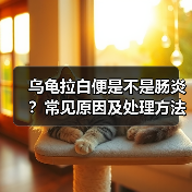 乌龟拉白便是不是肠炎？常见原因及处理方法详解（图1）