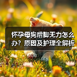 怀孕母狗后脚无力怎么办？原因及护理全解析（图1）