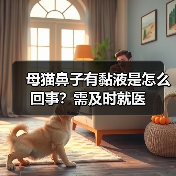 母猫鼻子有黏液是怎么回事？需及时就医（图2）