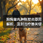 狗狗睾丸肿胀发炎原因解析，及时治疗是关键！（图1）