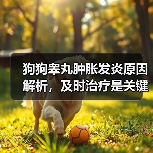 狗狗睾丸肿胀发炎原因解析，及时治疗是关键！（图4）