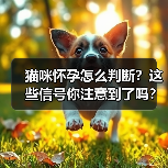 猫咪怀孕怎么判断？这些信号你注意到了吗？（图1）