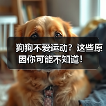 狗狗不爱运动？这些原因你可能不知道！（图2）