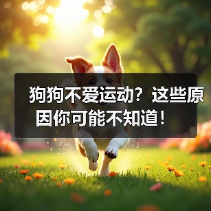 狗狗不爱运动？这些原因你可能不知道！（图4）