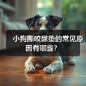 小狗撕咬尿垫的常见原因有哪些？