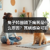 兔子转圈躺下痛苦是什么原因？耳螨感染可能是主因！（图2）