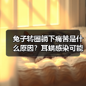 兔子转圈躺下痛苦是什么原因？耳螨感染可能是主因！（图3）