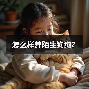 怎么样养陌生狗狗？