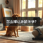 怎么样让豚鼠怀孕？