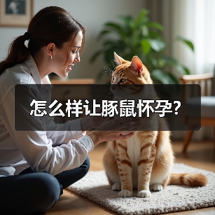 怎么样让豚鼠怀孕？（图2）