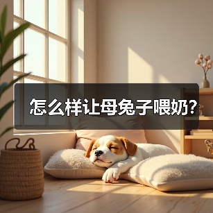 怎么样让母兔子喂奶？