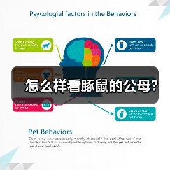 怎么样看豚鼠的公母？（图2）