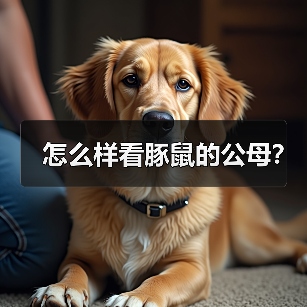 怎么样看豚鼠的公母？（图3）