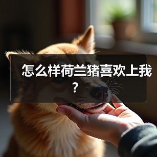 怎么样荷兰猪喜欢上我？（图3）