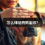 怎么样给狗狗驱蚊？（图4）
