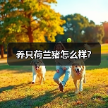 养只荷兰猪怎么样？（图4）
