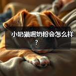 小奶猫喝奶粉会怎么样？（图1）