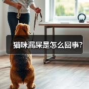 猫咪漏屎是怎么回事？（图1）