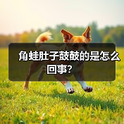 角蛙肚子鼓鼓的是怎么回事？（图2）