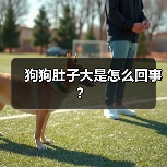 狗狗肚子大是怎么回事？（图3）