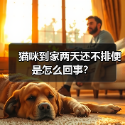 猫咪到家两天还不排便是怎么回事？（图1）