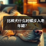 比熊犬什么时候步入老年期？