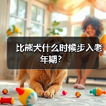 比熊犬什么时候步入老年期？（图3）