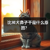 比熊犬鼻子干是什么原因？（图2）