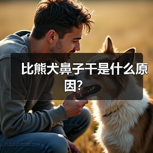 比熊犬鼻子干是什么原因？