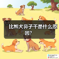 比熊犬鼻子干是什么原因？（图3）