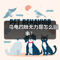 乌龟四肢无力是怎么回事？