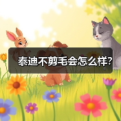 泰迪不剪毛会怎么样？（图1）