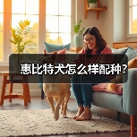 惠比特犬怎么样配种？（图4）