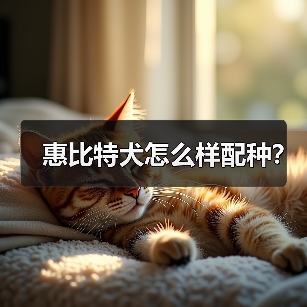 惠比特犬怎么样配种？（图3）