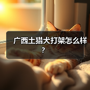 广西土猎犬打架怎么样？（图3）