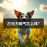 古牧犬脾气怎么样？（图2）