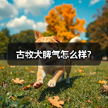 古牧犬脾气怎么样？（图3）