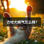 古牧犬脾气怎么样？（图4）