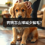 狗狗怎么样减少掉毛？（图3）